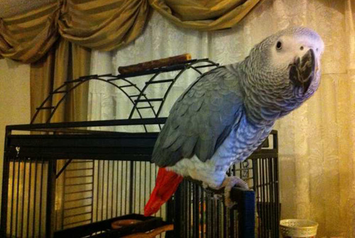 ��� ��������� �� ��������