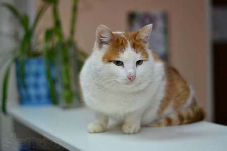 ��� ��������� �� �����