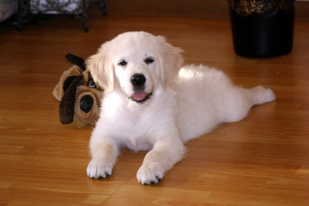 ��� ��������� �� �������