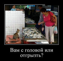 котэ-продавец рыбы.jpg