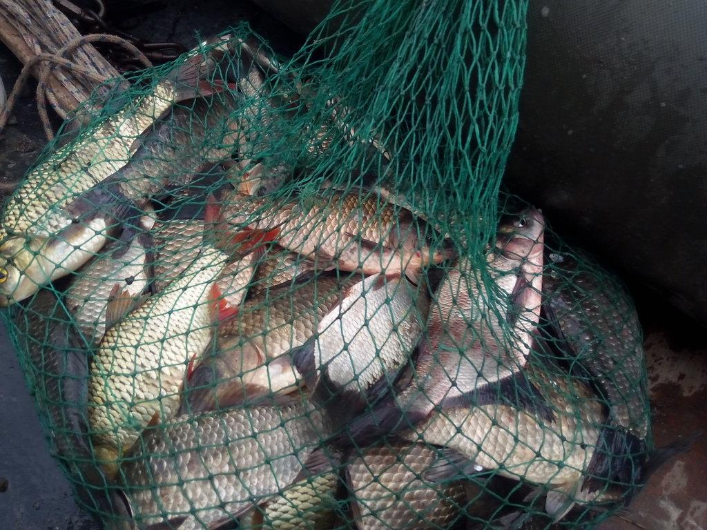 Красное водохранилище Ставропольского края рыбалка. Наловили рыбку в Арском районе. Донфишер ру ростов