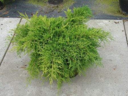 ������� �������� ��� ����