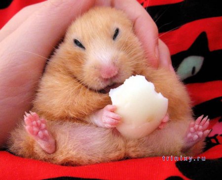 ������ �������� ��������