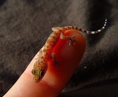 ������ �������� ��������