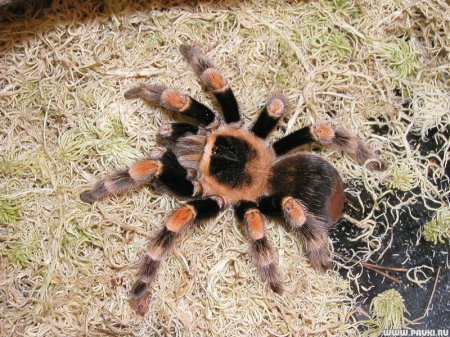 ������ �������� ��������