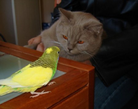 ��� ��������� �� ��������