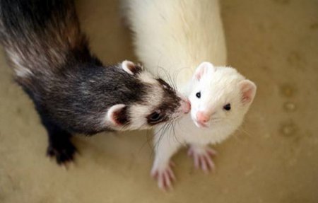 ���� �� ��������� ���������