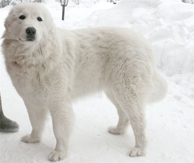 ����� ����� ������� ������