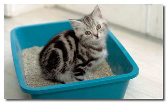 ��� �������� ���� � �����