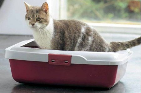 ��� �������� ���� � �����