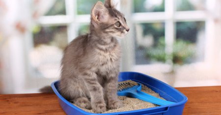 ��� �������� ���� � �����