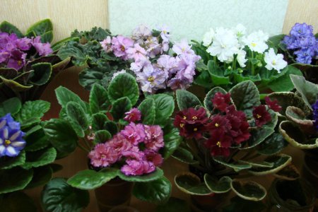 ����� �������� ������� ��� ����