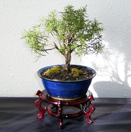 ����� �������� ������� ��� ����