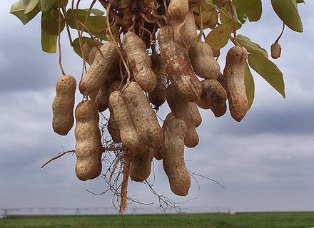 ������ ������ ������