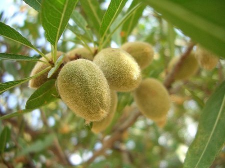 ��� ������� �������