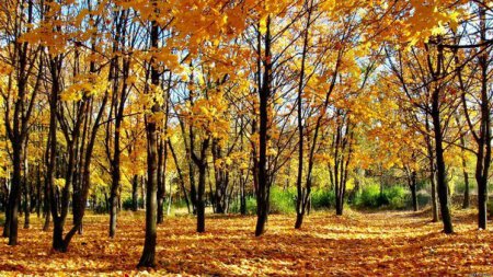 ������� ��������� ��� ��� ������� ����� �������� �������