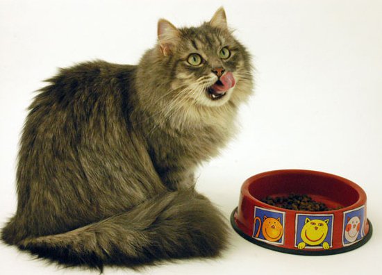 ��� ��������� ������� ����