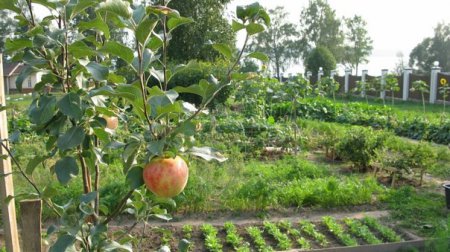 ��� ���� ����� ����