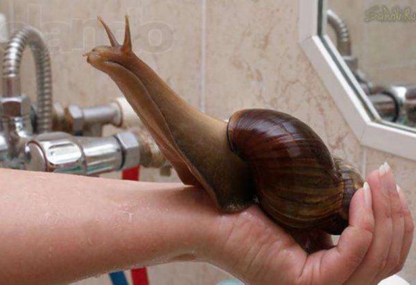 ��� ��������� ��������� �������?