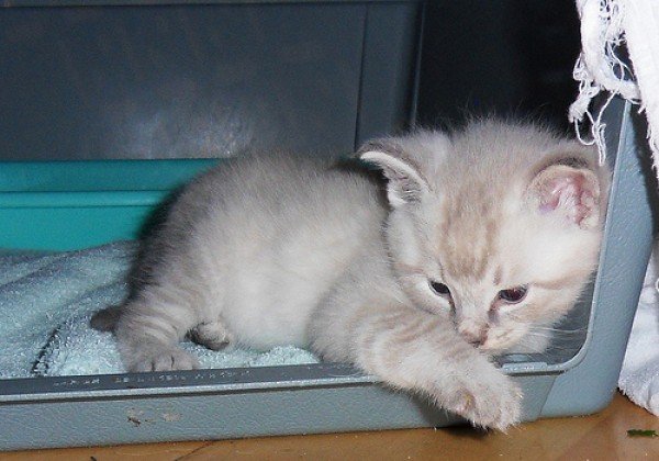 ��� �������� ������� � �����