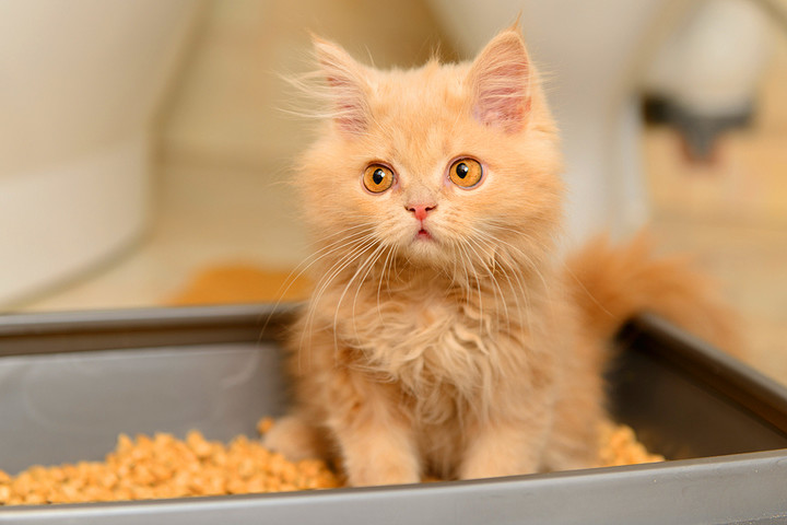 ��� �������� ����� � �����