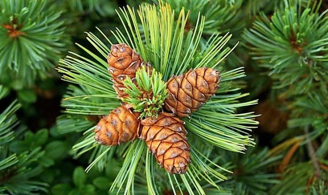 �������� ����� ��� ��������